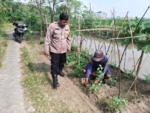Polsek Krembung Dukung Ketahanan Pangan Lewat Budidaya Sayur Kacang Panjang 
