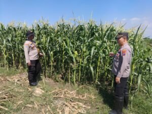 Kapolsek Krembung bersama Kanit Binmas Pantau Perkembangan Tanaman Jagung di Desa Wonomlati