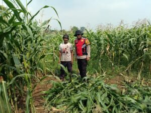 Polisi Cinta Petani dari Polsek Balongbendo, Dampingi Ketahanan Pangan Tanaman Jagung