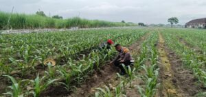 Kapolsek Tarik Masifkan Pendampingan ke Petani, Cegah Gagal Panen  