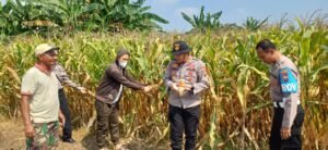 Kapolsek Prambon Tinjau Lahan Jagung di Bulang, Pastikan Siap Panen dan Cegah Gagal Panen