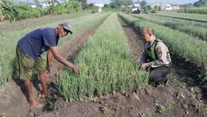 Dukung Ketahanan Pangan, Bhabinkamtibmas Desa Terik Polsek Krian Budidayakan Bawang Merah