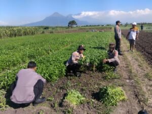 Kanit Binmas Polsek Krembung Bersama Petani Panen Kangkung, Dukung Ketahanan Pangan 