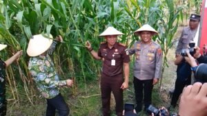 Forkopimda Sidoarjo Ikuti Zoom dan Panen Raya Jagung Serentak Bersama Presiden RI Prabowo Subianto