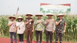 Forkopimda Sidoarjo Dukung Ketahanan Pangan, Ikuti Panen Raya Jagung Serentak