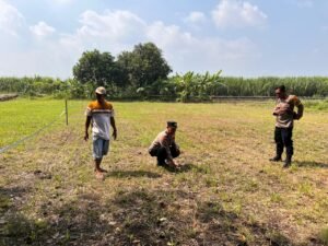 Polsek Krembung dan Petani Rawat Lahan Tanah, Demi untuk Ditanami Kembali 