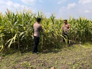 Polsek Krembung Cek Perkembangan Tanaman Jagung, Dukung Ketahanan Pangan 