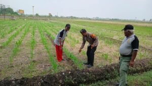 Polsek Balongbendo, Optimalkan Pendampingan Ketahanan Pangan Tanaman Jagung