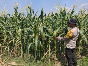 Polsek Krembung Lakukan Peninjauan Lahan Jagung di Desa Wonomlati Topang Swasembada Pangan Mandiri