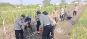 Polsek Krian Edukasi Warga Desa Gamping dalam Penanaman Jagung untuk Meningkatkan Ketahanan Pangan Lokal