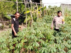 Semangat Ketahanan Pangan, Polsek Prambon Apresiasi Warga Tanam Singkong di Pekarangan Rumah