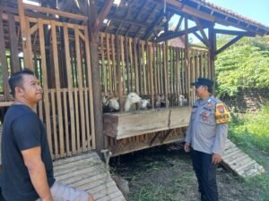Pemanfaatan Lahan Kosong untuk Peternakan Kambing Etawa di Desa Jemundo Dukung Program Ketahanan Pangan