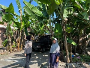 Polwan Polsek Wonoayu Pantau Upaya Warga Rawat Pohon Pisang untuk Ketahanan Pangan 