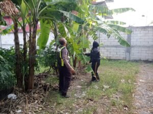 Dukung Ketahanan Pangan, Bhabinkamtibmas Desa Terik Lakukan Perawatan Pohon Pisang di Lahan Desa