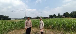 Polsek Tarik Ajak Petani Antisipasi Gagal Panen Jagung 