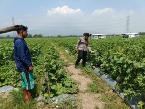 Bhabinkamtibmas Desa Krembung dan Petani Cek Perkembangan Tanaman Melon, Dukung Ketahanan Pangan 
