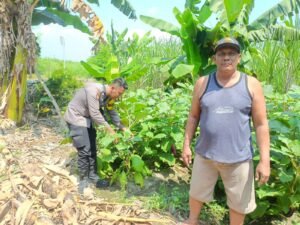 Bhabinkamtibmas Desa Keper Tinjau Petani Terong Dukung ketahanan Pangan