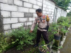 Polsek Krembung Wujudkan P2B Ketahanan Pangan di Desa Lemujut