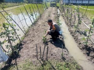 Bhabinkamtibmas Gemurung Tinjau Lahan Ketahanan Pangan Pertanian Terong 