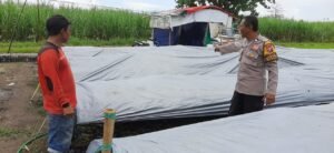 Polsek Tulangan Dampingi Warga Rawat Tanaman Cabai di Pekarangan Rumah