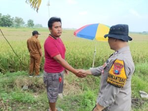 Bhabinkamtibmas Polsek Balongbendo Patroli Ketahanan Pangan, Tinjau Lahan Jagung dan Padi
