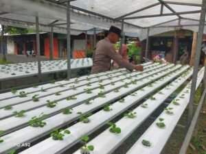 Polsek Taman Tinjau Progres Program Tanaman Sayur Hidroponik di Desa Pertapan Maduretno