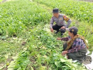Bhabinkamtibmas Desa Seketi Sambangi Lahan P2B Dukung Swasembada Pangan Mandiri