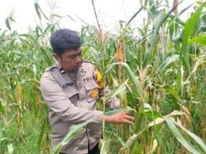 Bhabinkamtibmas Desa Rejeni Cek Tanaman Jagung Dukung Ketahanan Pangan 