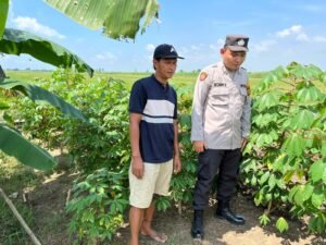 Bhabinkamtibmas Desa Waung Ajak Petani Cara Merawat Tanaman Singkong 