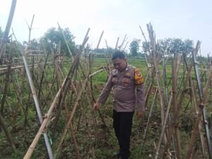 Bhabin Desa Waung Kroscek Tanaman Kacang Panjang, Dukung Ketahanan Pangan 