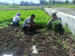 Ajak Warga Lestarikan Tanam Kangkung, Polsek Porong Tinjau Ketahanan Pangan Bergizi