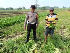 Bhabinkamtibmas Seketi Dukung Ketahanan Pangan Berupa Lahan Tanaman Sawi 