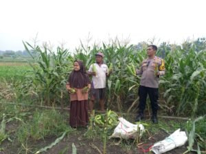Kanit Binmas Polsek Krembung Bantu Panen Jagung Petani Desa Binaan 