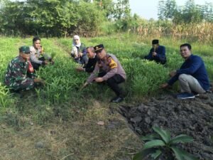 Kapolsek Krembung Turun Langsung Cek Petani Kangkung Demi Dukung Ketahanan Pangan 