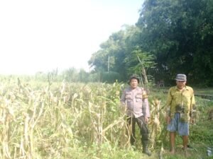Bhabinkamtibmas Kedungsukodani Balongbendo, Sambang Lahan Jagung untuk Ketahanan Pangan 