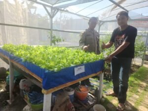 Polisi Tinjau Lahan Ketahanan Pangan Sayur Hidroponik Desa Tebel Gedangan