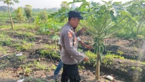 Bhabinkamtibmas Taman Ajak Lestarikan Pepaya, Wujudkan Ketahanan Pangan Bergizi 