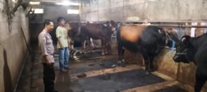Bhabin Desa Ploso Dampingi Peternak Sapi Demi Mendukung ketahanan Pangan 