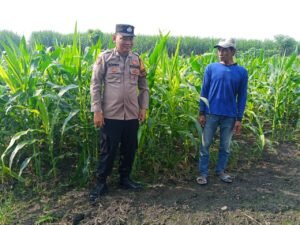Bhabinkamtibmas Desa Waung Ajak Petani Rawat Tanaman Jagung Secara Baik 