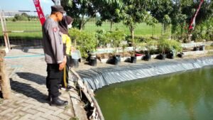 Dukung Ketahanan Pangan, Bhabinkamtibmas Desa Ponokawan Polsek Krian Rawat Budidaya Ikan Nila di Lahan P2B