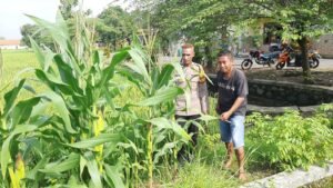 Polsek Wonoayu Tinjau Progres Ketahanan Pangan Lahan Jagung di Desa Pagerngumbuk