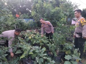 Polsek Krembung Kompak dan Solid Terus Berupaya Dukung Ketahanan Pangan 