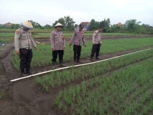 Kanit Binmas Polsek Krembung Kroscek Petani Bawang Merah, Dukung Ketahanan Pangan 