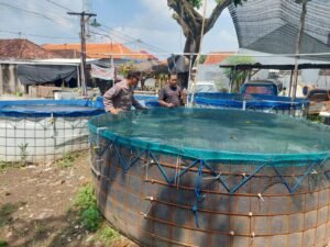 Budidaya Lele di Lahan Kosong Desa Ketimang Dukung Ketahanan Pangan Polresta Sidoarjo
