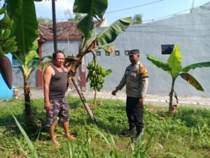 Bhabinkamtibmas Polsek Taman Dampingi Warga Kelurahan Wonocolo Budidaya Pisang untuk Ketahanan Pangan
