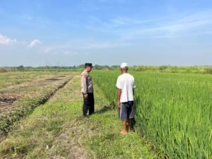 Bhabin Desa Cangkring Dampingi Petani Padi Dukung Ketahanan Pangan 
