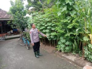 Bhabin Desa Keret Kroscek Tanaman Singkong Dukung Ketahanan Pangan 