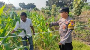 Bhabinkamtibmas Polsek Taman Pantau Ketahanan Pangan Tanaman Jagung 
