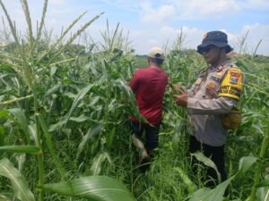 Polsek Krembung Terus Bergulir Cek dan Dampingi Petani Jagung 