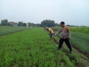 Polsek Krembung Senantiasa Rawat P2B bersama Petani Kangkung, Dukung Ketahanan Pangan 
